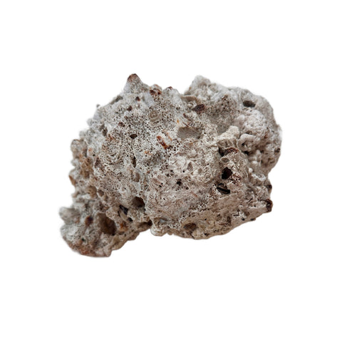 Natural Porous Coral Seashell