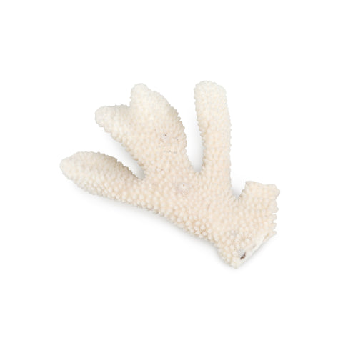 Small White Coral
