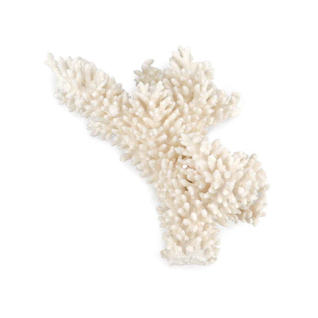 Large White Coral #4