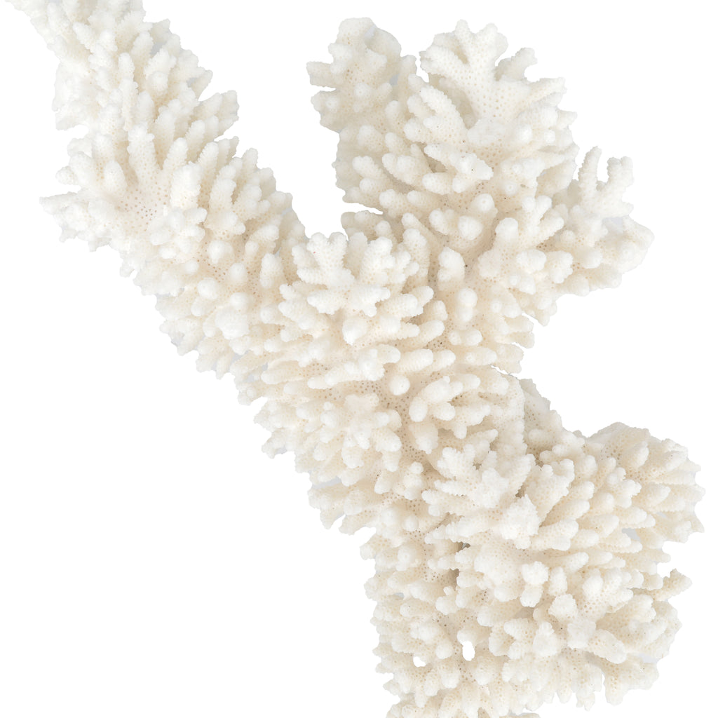Large White Coral #4