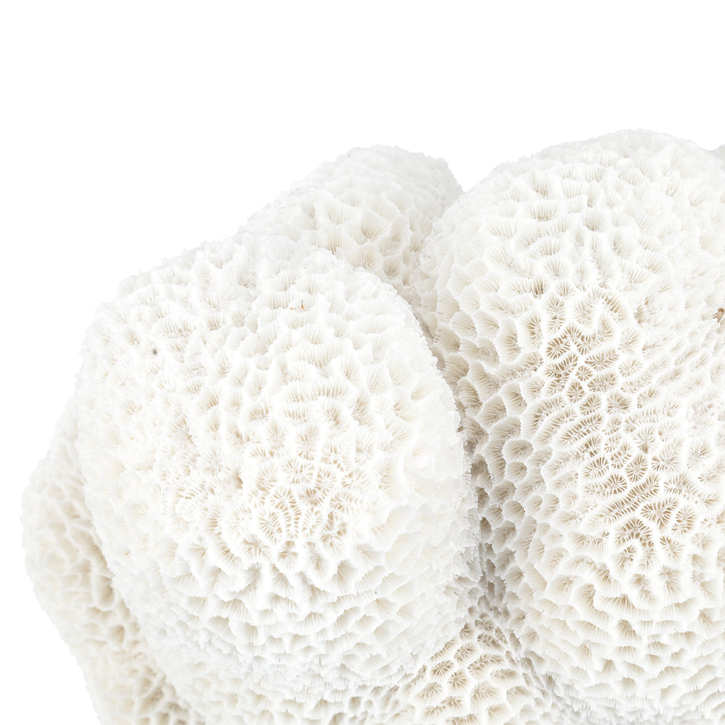 Large White Coral #1