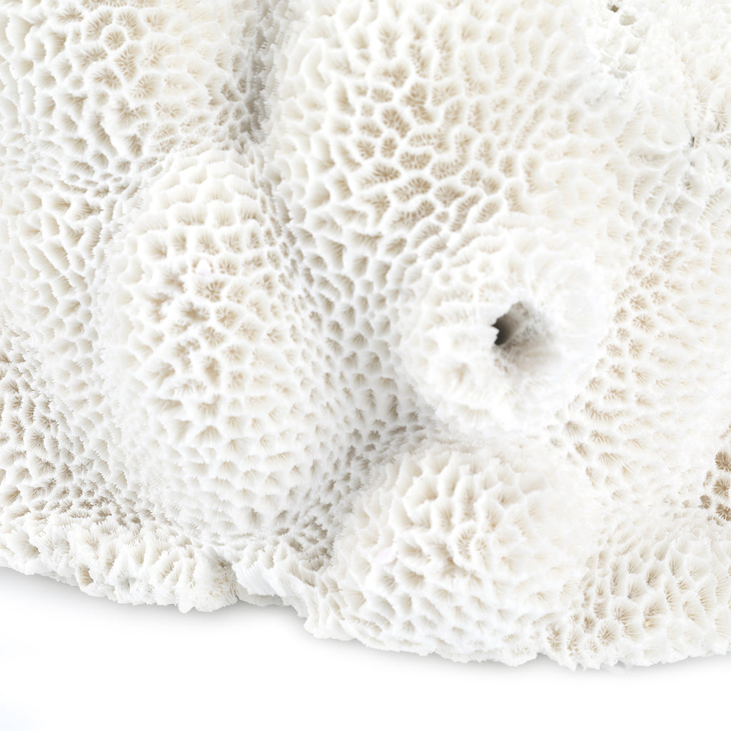 Large White Coral #1