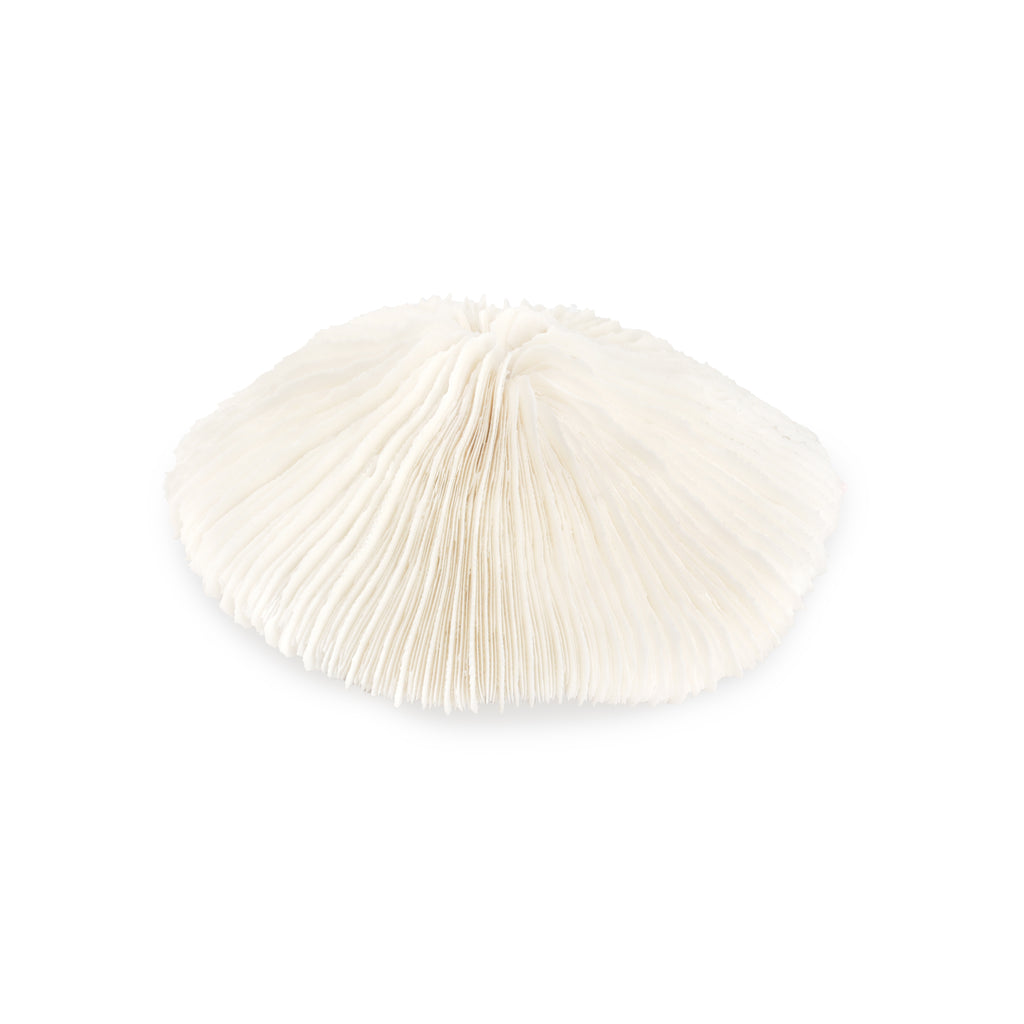 Round White Mushroom Coral
