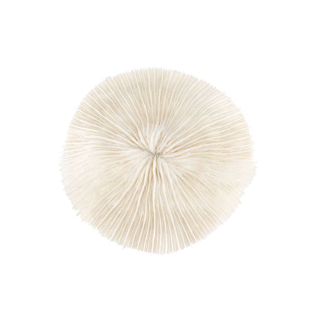 Round White Mushroom Coral
