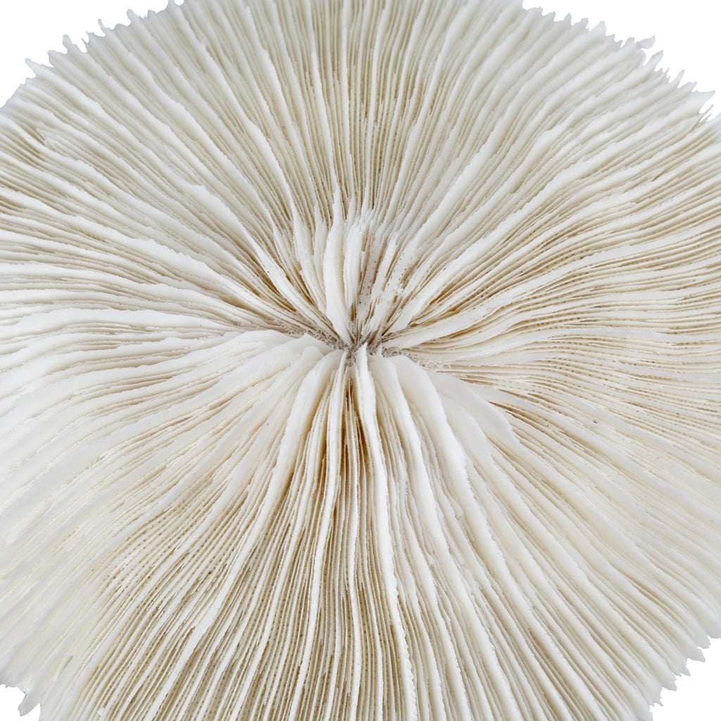 Round White Mushroom Coral