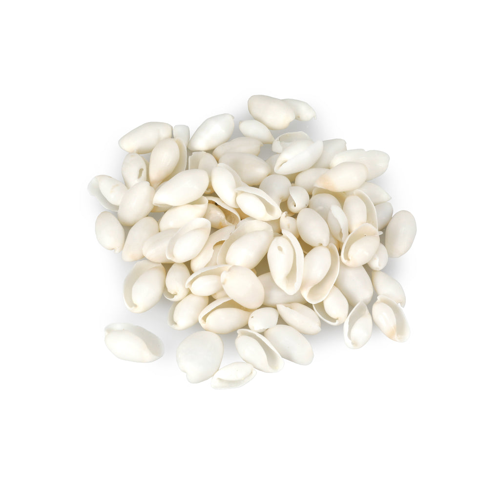 Bundle of Small Sea Shells