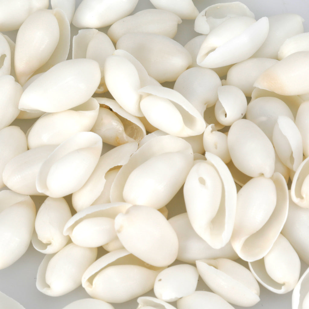 Bundle of Small Sea Shells