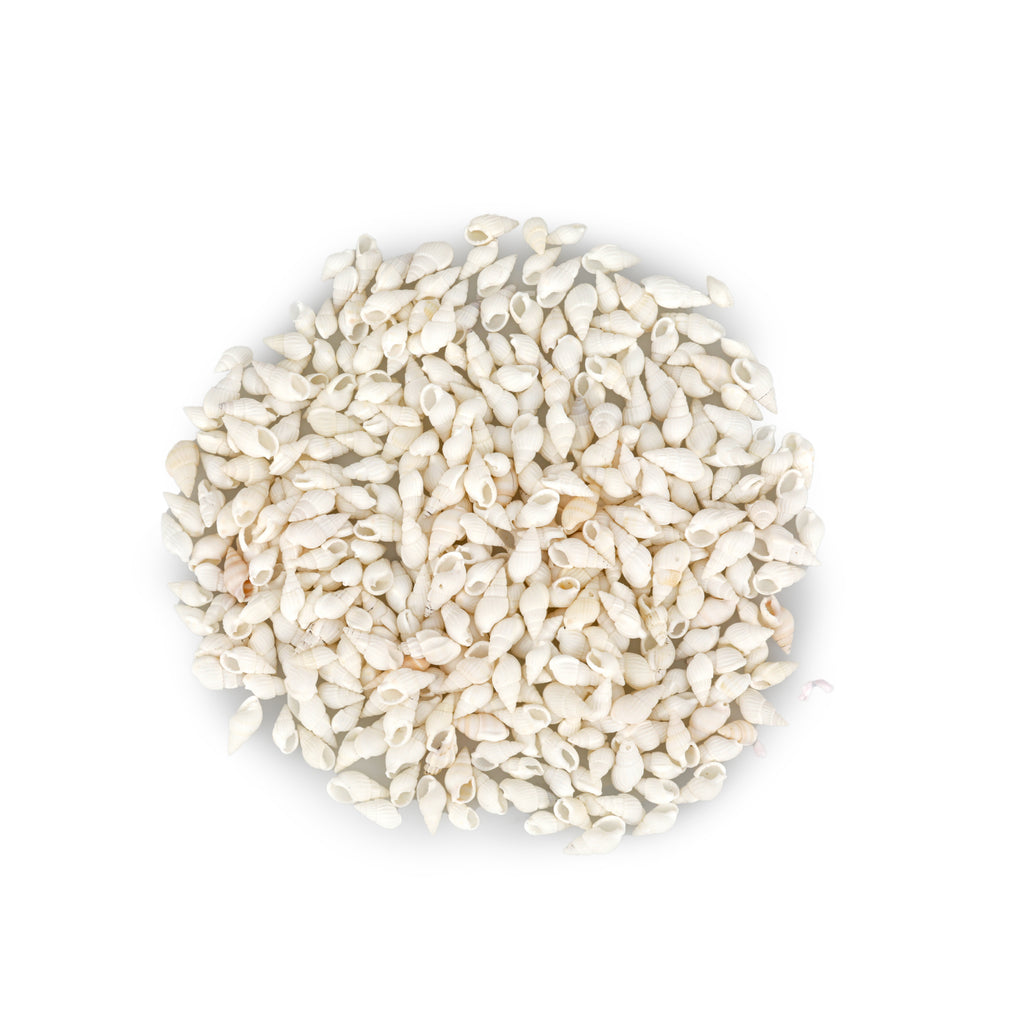 Bundle of Small Sea Shells