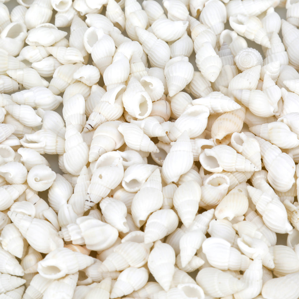 Bundle of Small Sea Shells