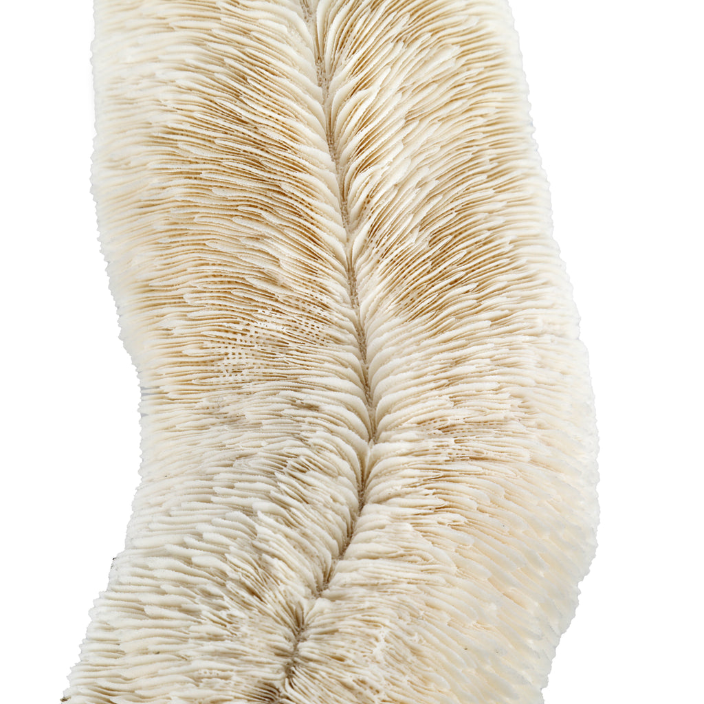 Large White Coral #2