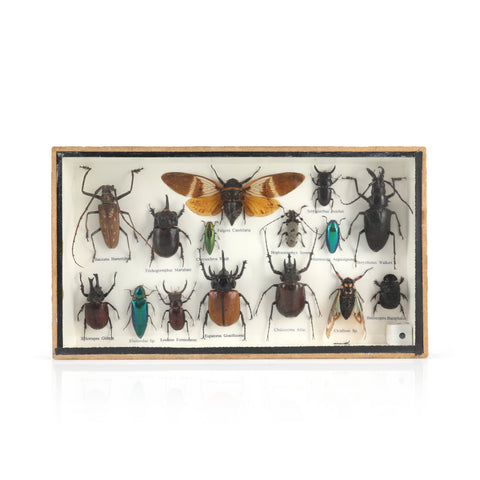 Bug Collection in Wood / Glass Display