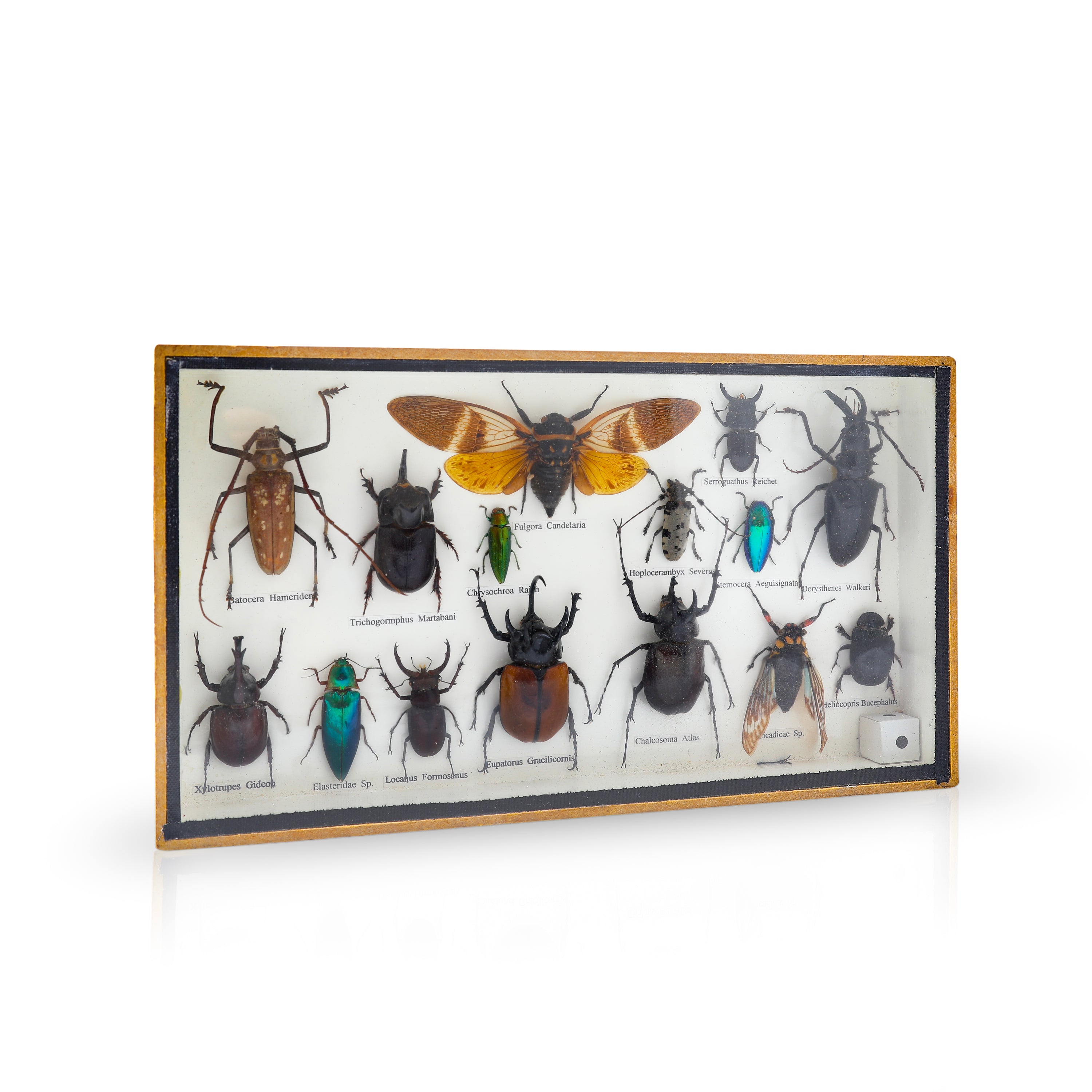 Bug Collection in Wood / Glass Display - Gil & Roy Props