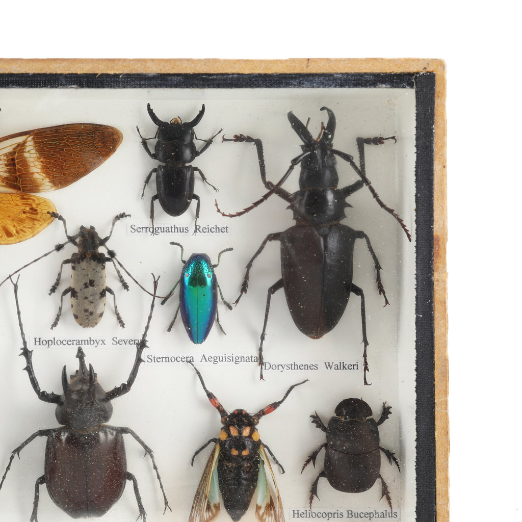 Bug Collection in Wood / Glass Display