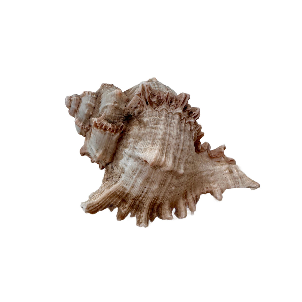 Spiky Conch Seashell #2