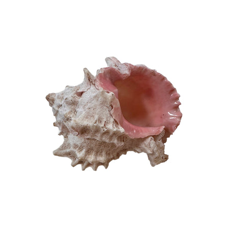 Spiky Conch Seashell #1