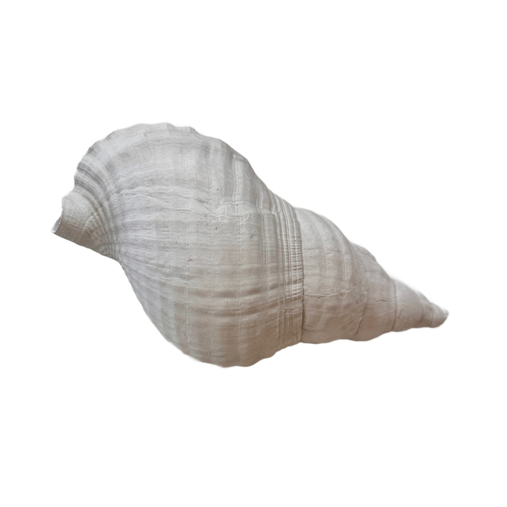White Spiral Seashell