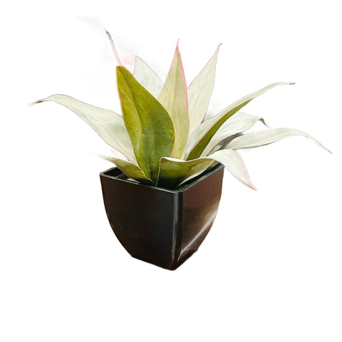 Faux Plant in Tapered Glossy Black Planter