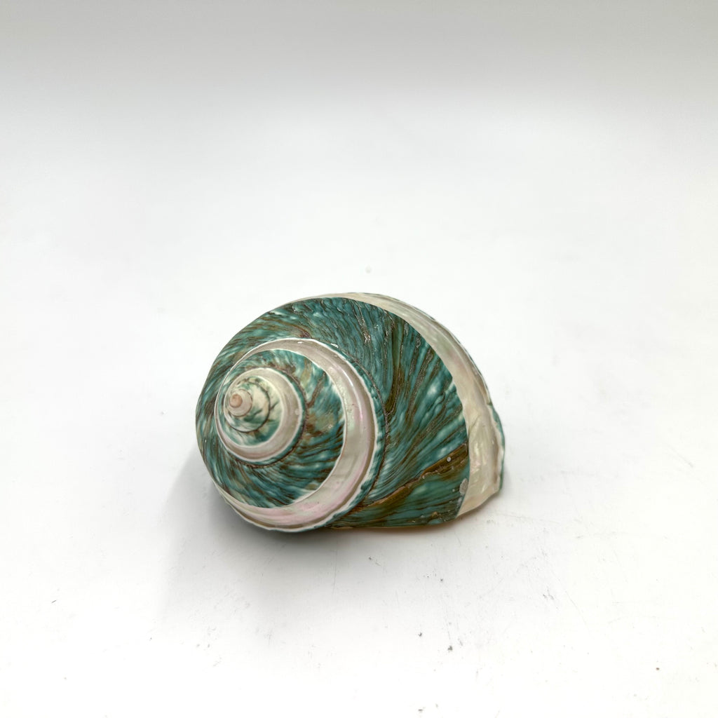 Teal and White Natural Turbo Sea Snail Shell