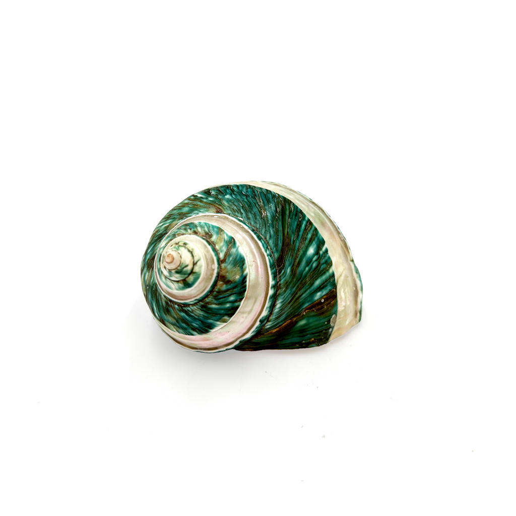 Teal and White Natural Turbo Sea Snail Shell
