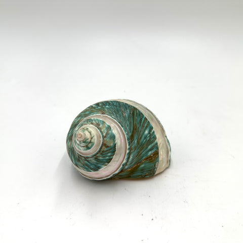 Teal and White Natural Turbo Sea Snail Shell