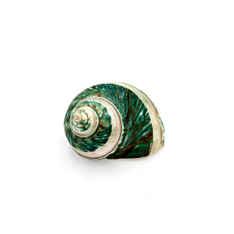 Teal and White Natural Turbo Sea Snail Shell