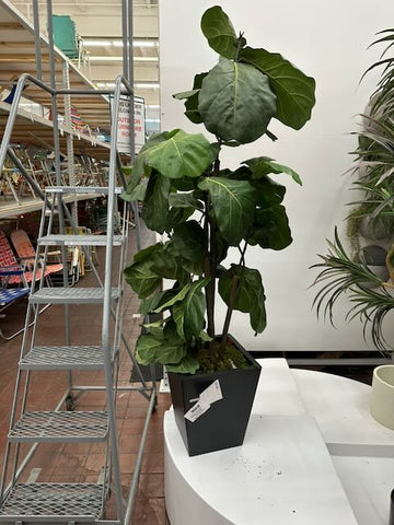 Tall Narrow Fig Tree with Black Pot
