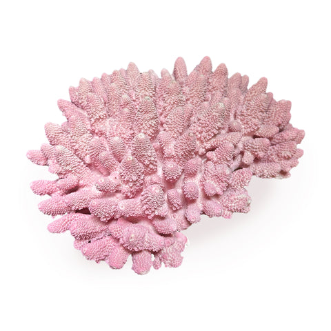 Large Pink Coral