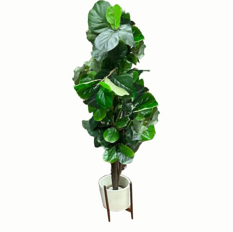 Faux Fig Tree in White Case Study Planter