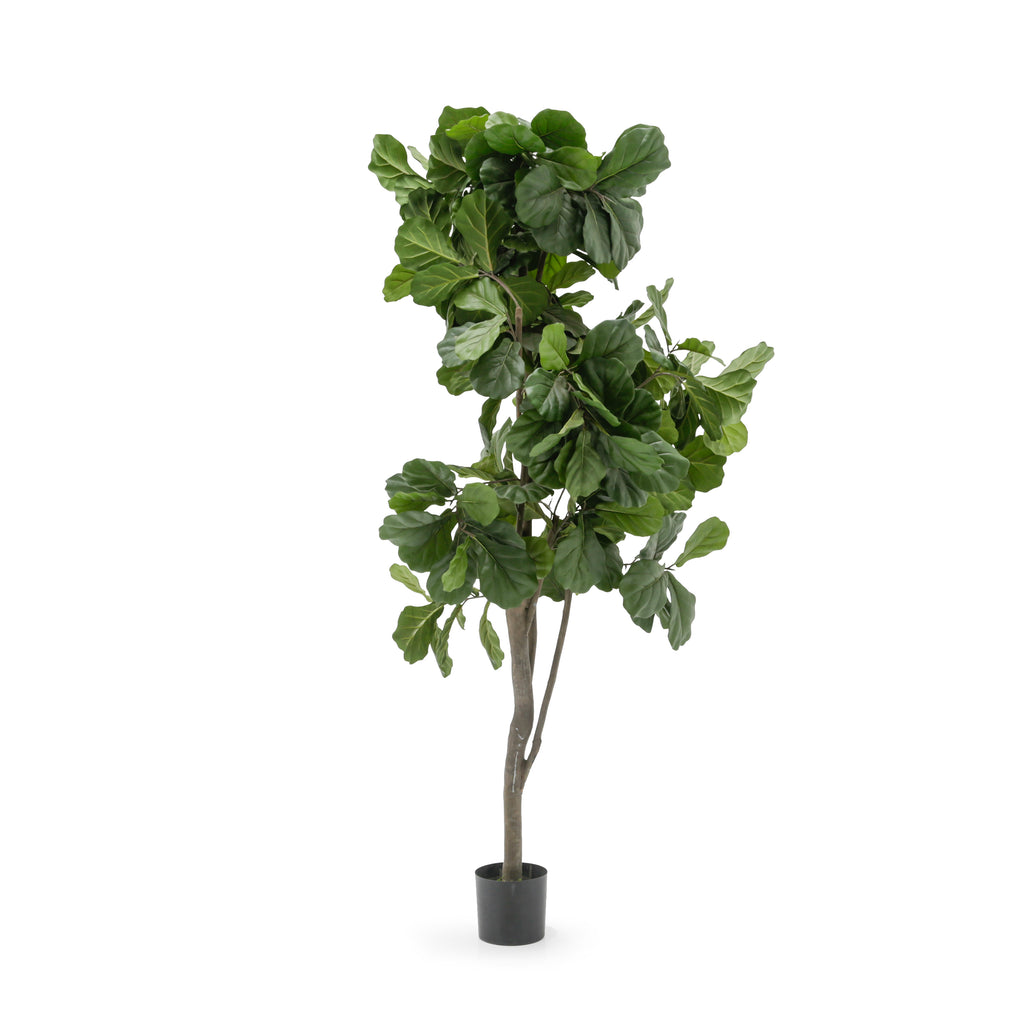 Tall Artificial Fiddle-Leaf Fig Tree