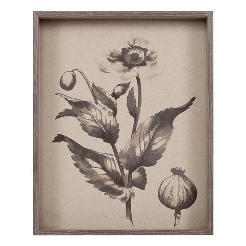 0491 (A+D) Poppy Engraving