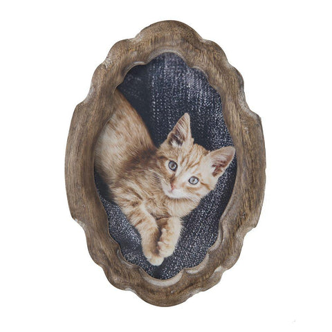 0899 (A+D) Kitten Close-Up