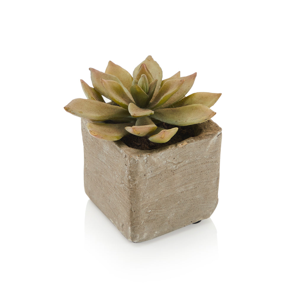 Tan Cement Pot with Succulent (A+D)