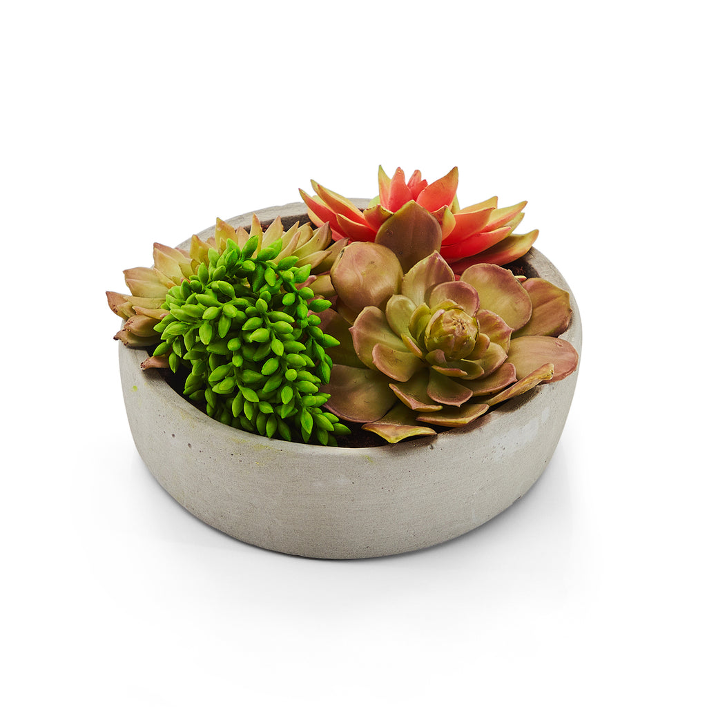 Grey Ceramic Pot with Green & Red Succulents (A+D)