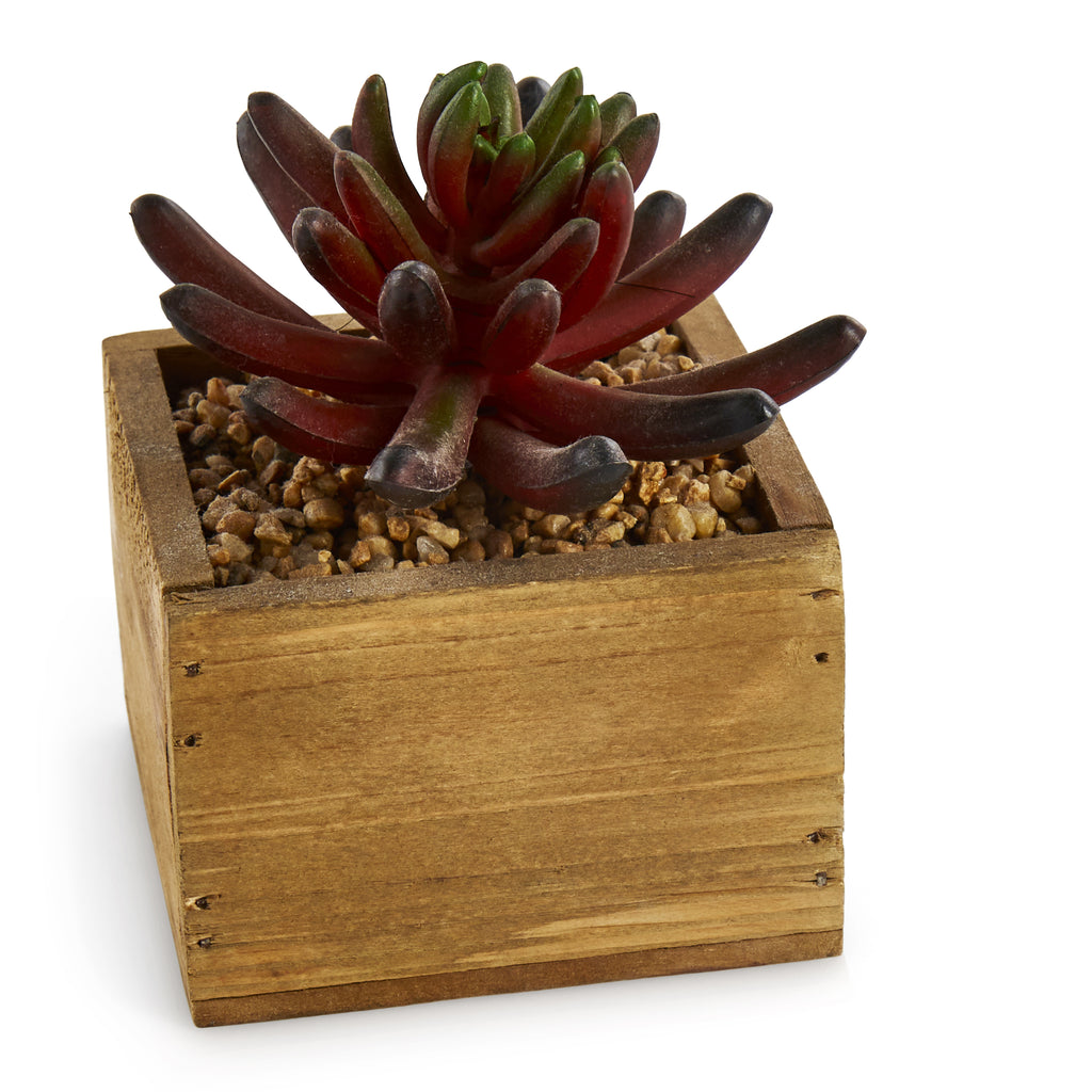 Wood Box Plant Holder with Succulent