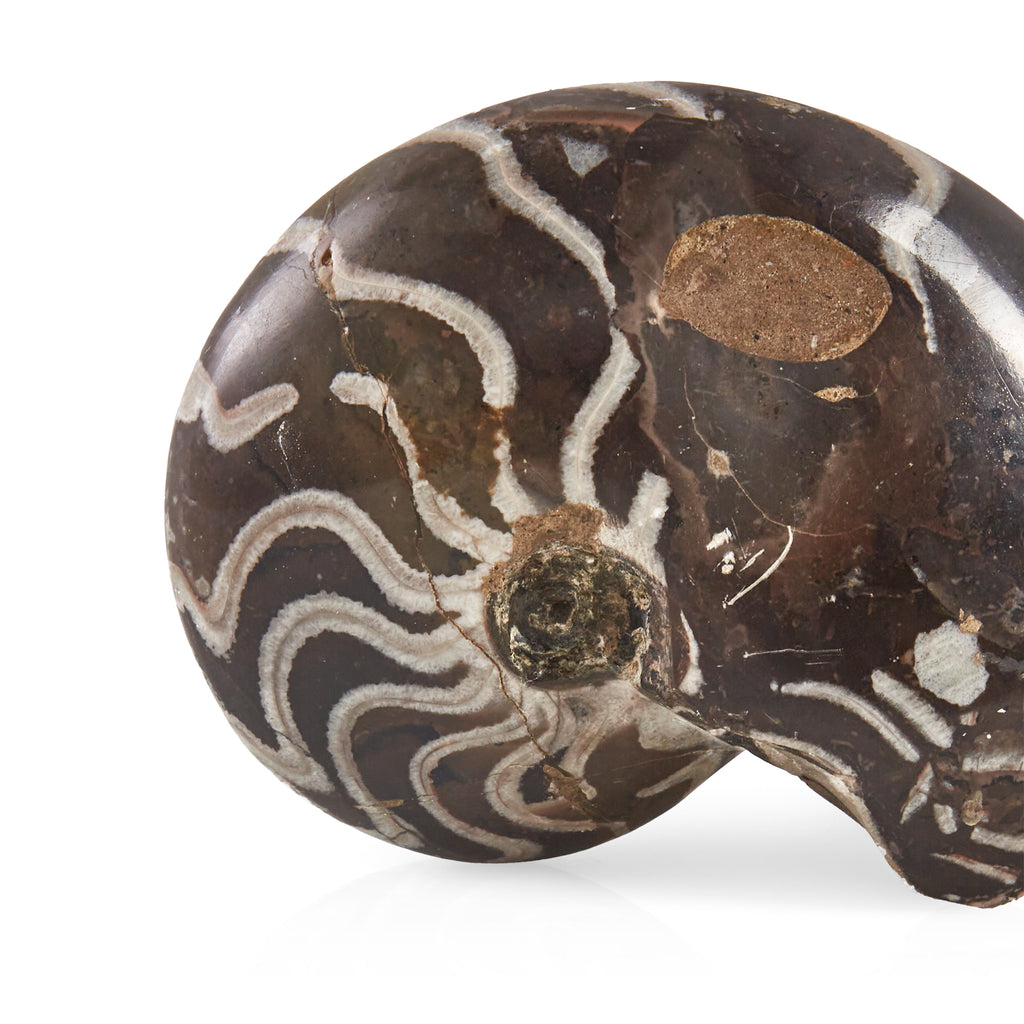 Black and White Fossil Shell Paperweight (A+D)