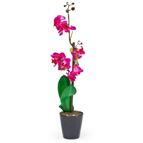 Pink Orchid in Black Planter