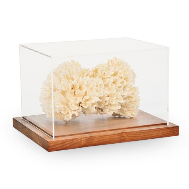 Coral in Display Box