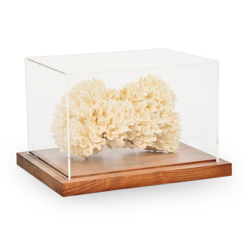 Coral in Display Box