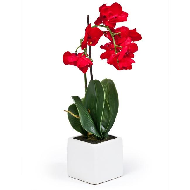 Red Orchid in White Square Planter