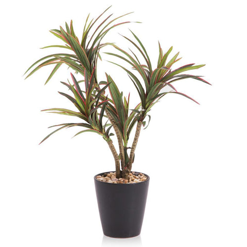 Tropical Plant In Vase