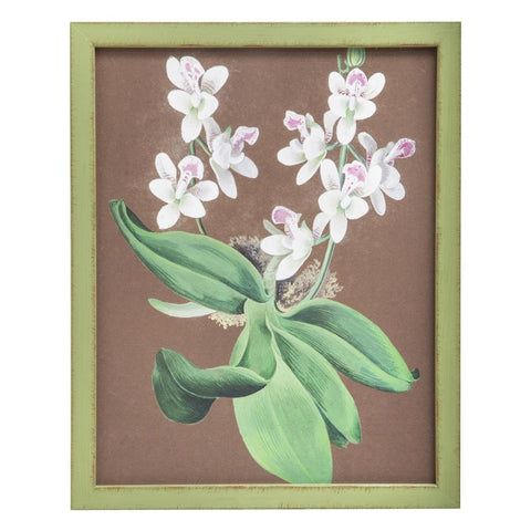 0993 (A+D) Orchid Green F