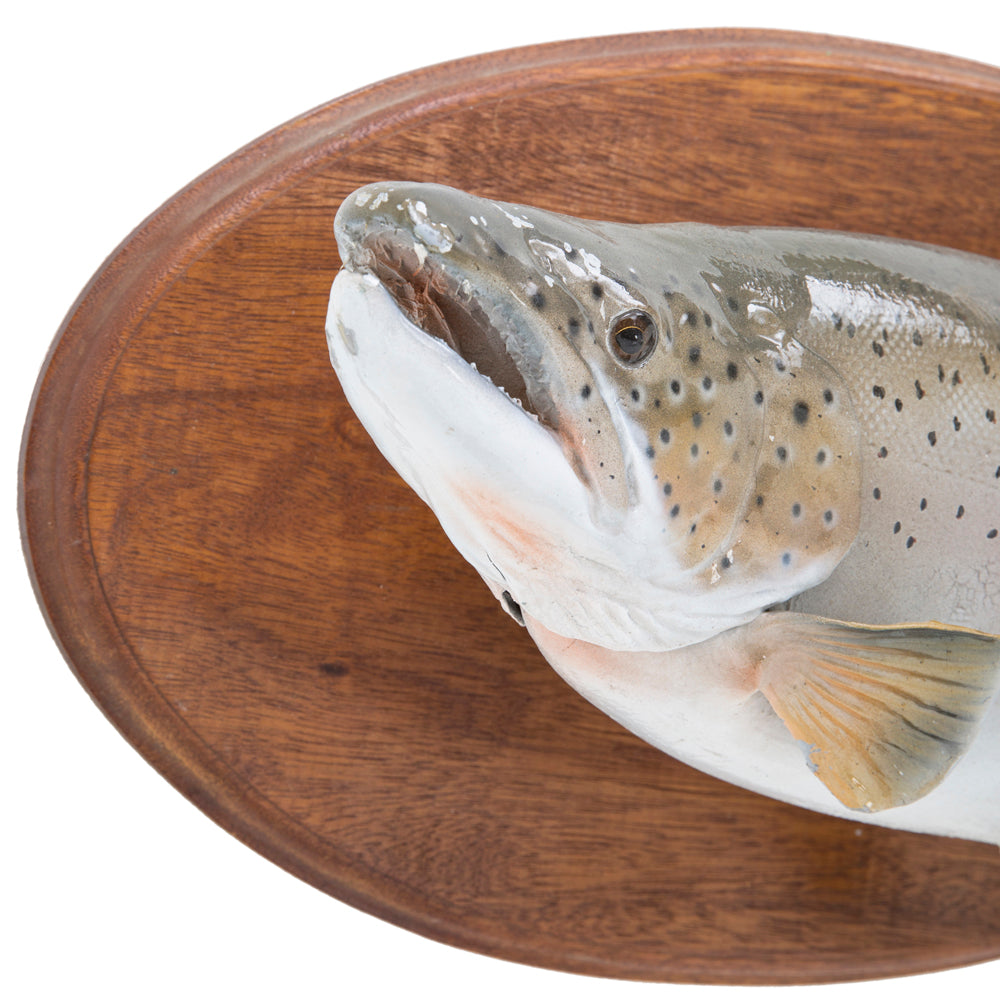 Mounted Fish Wall Plaque - Gil & Roy Props