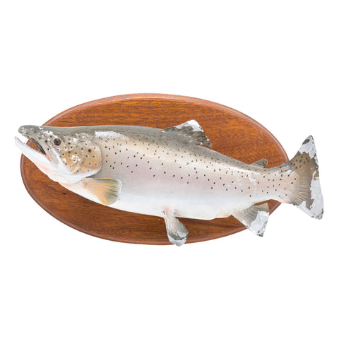 Mounted Fish Wall Plaque
