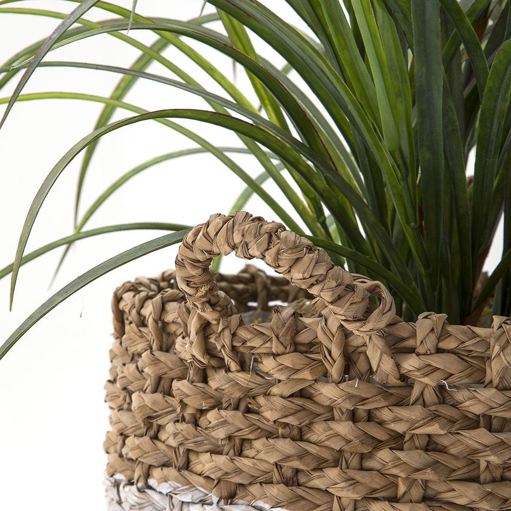 palm plant in basket Grey and Brown Wicker Basket with Palm Plant (A+D)