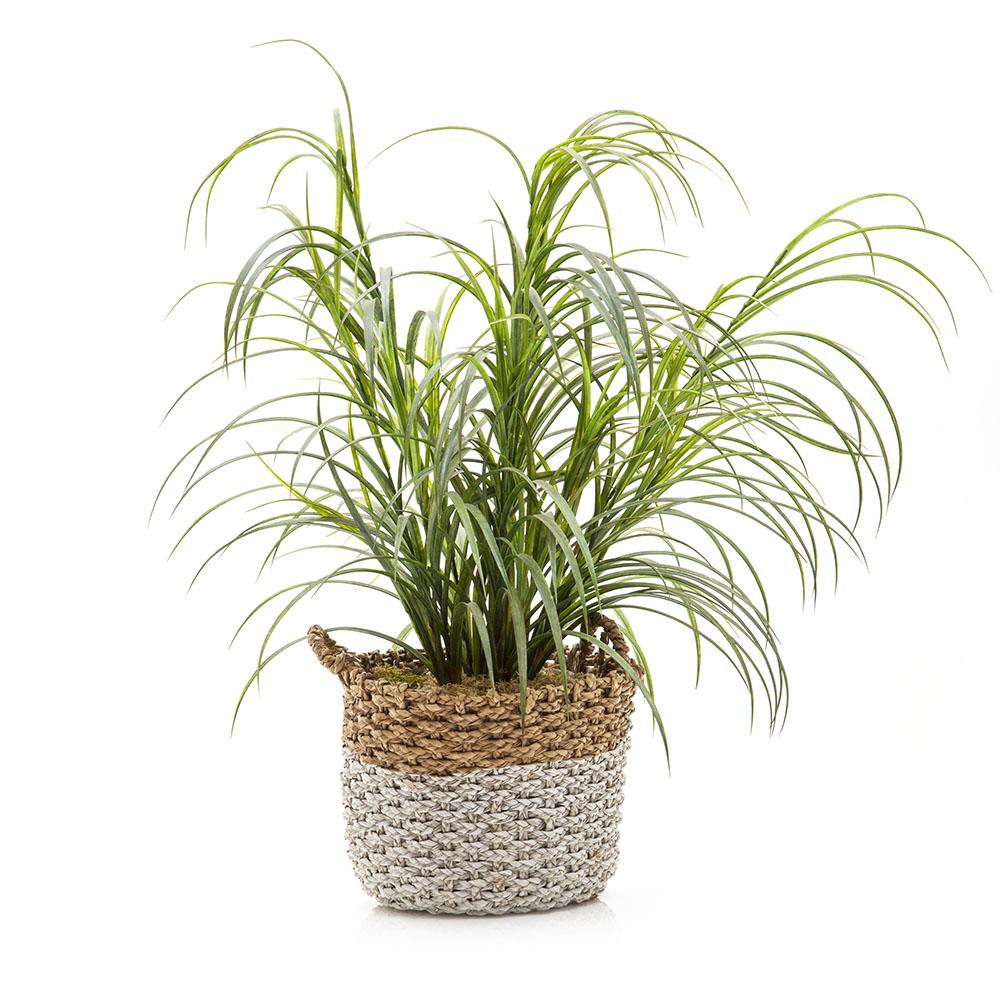palm plant in basket Grey and Brown Wicker Basket with Palm Plant (A+D)
