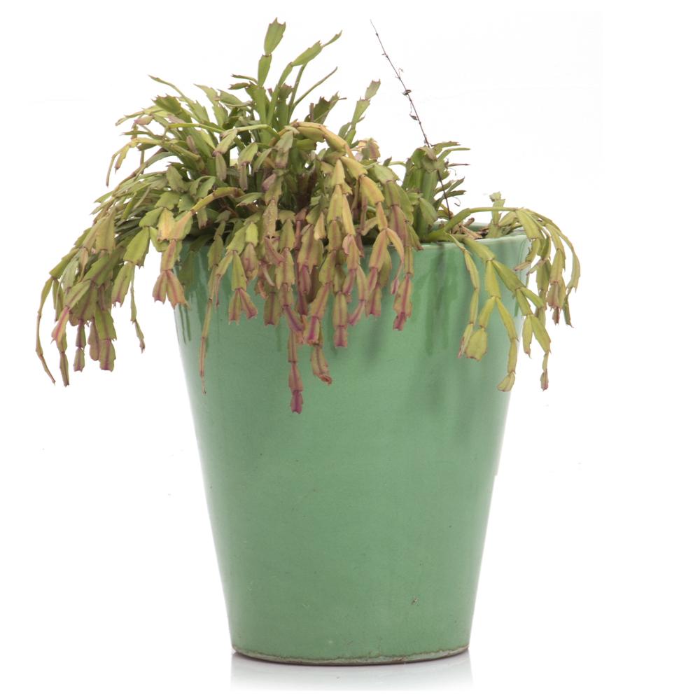 Green Ceramic Pot with Christmas Cactus (A+D)