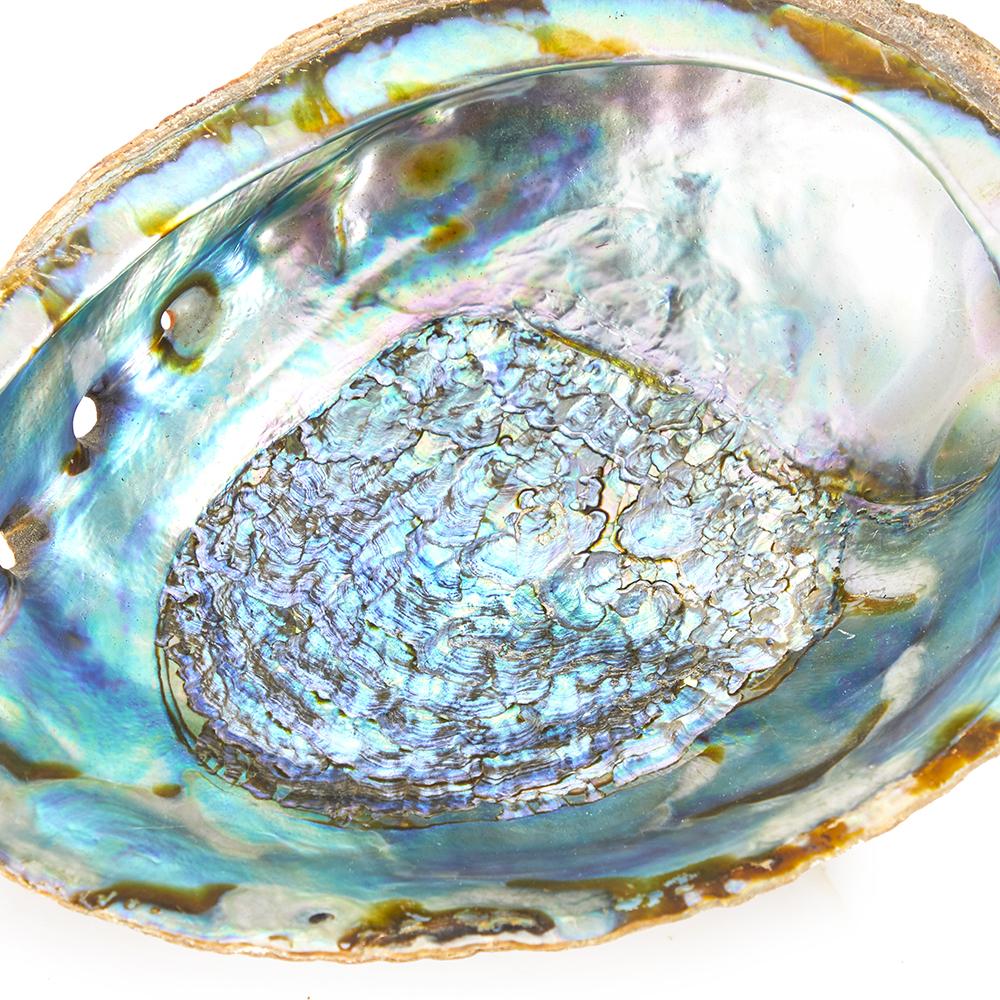 Blue Aqua Iridescent Sea Shell (A+D)
