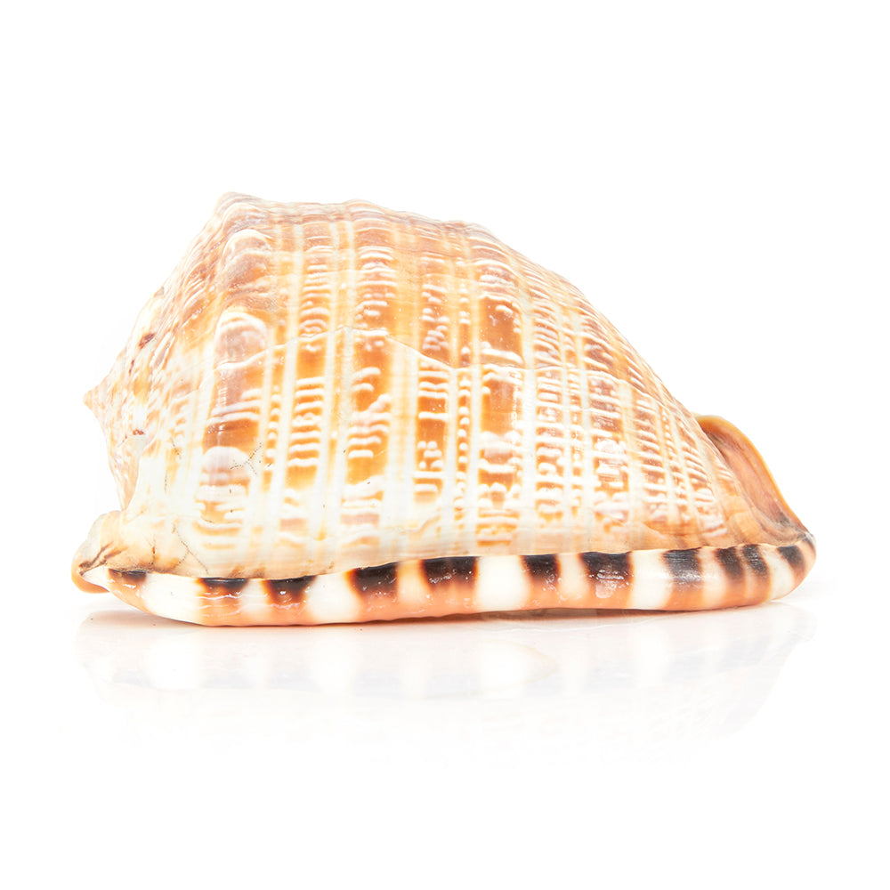 Tan Scotch Bonnet Sea Shell (A+D)
