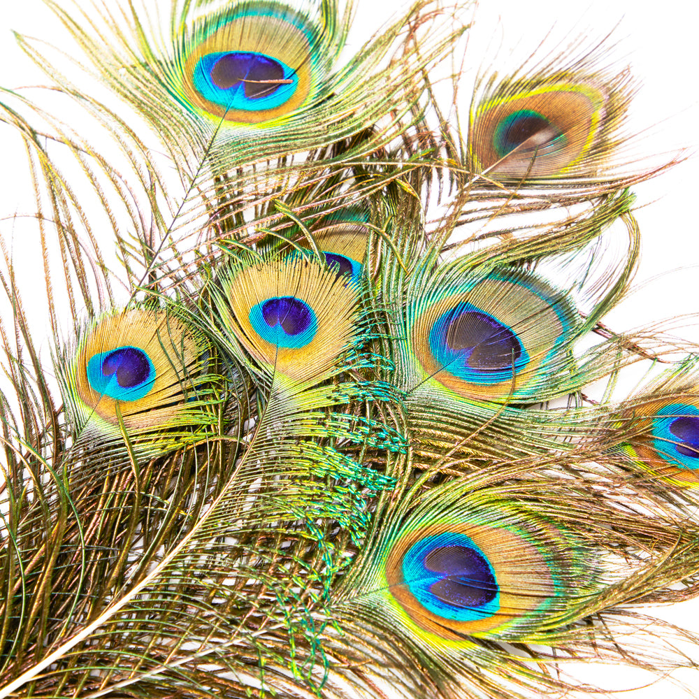 Multi Peacock Feathers (A+D)