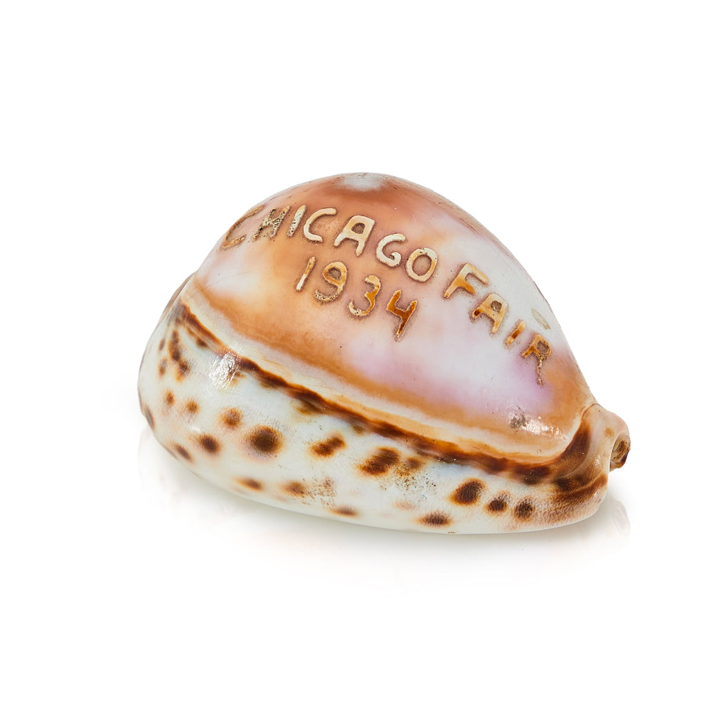 White and Brown Chicago World's Fair Commemorative Sea Shell (A+D)